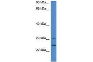 Image no. 1 for anti-14-3-3 alpha + beta (YWHAB) (AA 70-119) antibody (ABIN6746013) (YWHAB antibody  (AA 70-119))