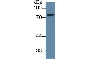 Western Blot; Sample: Human 293T cell lysate; Primary Ab: 1µg/ml Rabbit Anti-Mouse ABCD2 Antibody Second Ab: 0. (Abcd2 antibody  (AA 501-695))