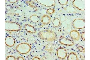 Immunohistochemistry of paraffin-embedded human kidney tissue using ABIN7148497 at dilution of 1:100 (COPS7A antibody  (AA 1-275))