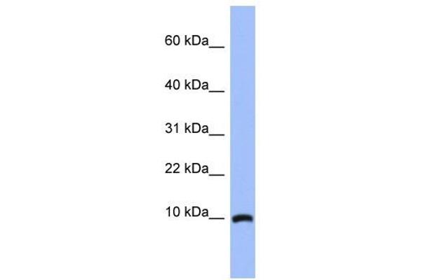 ACBD7 antibody  (N-Term)