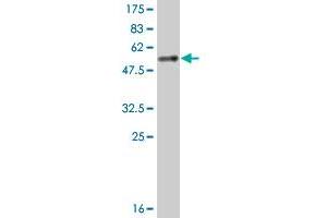 Western Blot detection against Immunogen (52. (YWHAB antibody  (AA 1-246))