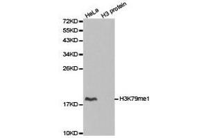 Western Blotting (WB) image for anti-Histone 3 (H3) (H3K79me) antibody (ABIN1873006) (Histone 3 antibody  (H3K79me))