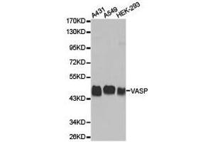 Western Blotting (WB) image for anti-Vasodilator-Stimulated phosphoprotein (VASP) antibody (ABIN1875310) (VASP antibody)