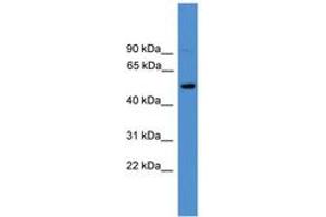 Image no. 1 for anti-CD4 (CD4) (C-Term) antibody (ABIN6745397) (CD4 antibody  (C-Term))