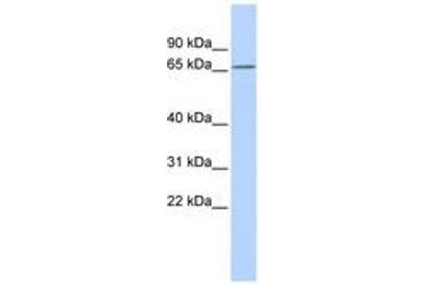 KCNG1 antibody  (AA 108-157)