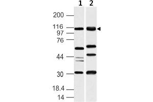 Image no. 1 for anti-Ubiquitin-Like Modifier Activating Enzyme 6 (UBA6) (AA 710-955) antibody (ABIN5027618) (UBA6 antibody  (AA 710-955))