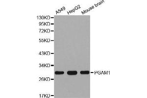 Western blot analysis of extracts of various cell lines, using PGAM1 antibody. (PGAM1 antibody  (AA 1-254))