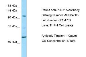 Western Blotting (WB) image for anti-phosphodiesterase 11A (PDE11A) (N-Term) antibody (ABIN971364) (PDE11A antibody  (N-Term))