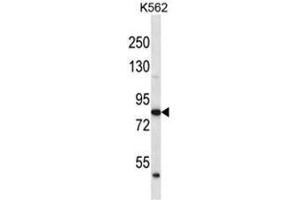 ABTB2 Antibody (C-term) western blot analysis in K562 cell line lysates (35 µg/lane). (ABTB2 antibody  (C-Term))