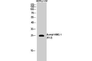 Western Blot analysis of NIH-3T3, HepG2-UV cells using Acetyl-HMG-1 (K12) Polyclonal Antibody. (HMGB1 antibody  (acLys12))