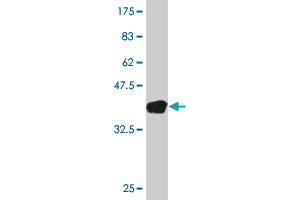 Western Blot detection against Immunogen (37. (XBP1 antibody  (AA 123-225))