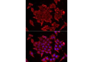 Immunofluorescence analysis of U2OS cells using TIMM17A antibody. (TIMM17A antibody  (AA 1-171))