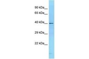 Image no. 1 for anti-CD68 Molecule (CD68) (N-Term) antibody (ABIN6748455) (CD68 antibody  (N-Term))