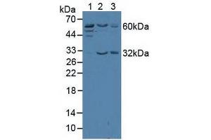 Figure. (TRF2 antibody  (AA 144-438))