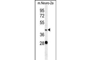 Western blot analysis in mouse Neuro-2a cell line lysates (35ug/lane). (Vasohibin 2 antibody  (C-Term))