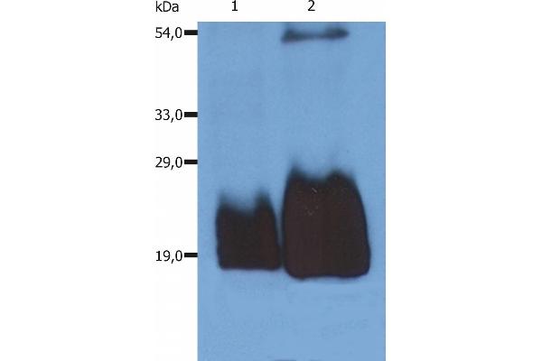 CD59 antibody