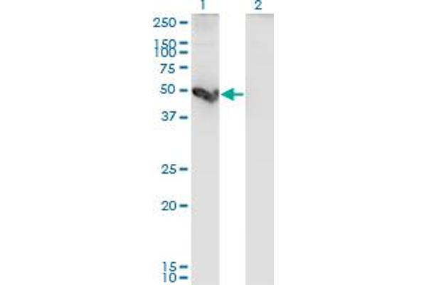 Cathepsin E antibody  (AA 18-396)