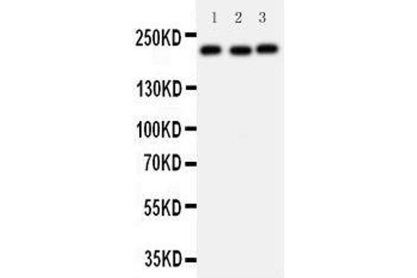 TP53BP1 antibody  (C-Term)