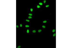 Immunofluorescence (IF) image for anti-X-Ray Repair Complementing Defective Repair in Chinese Hamster Cells 5 (Double-Strand-Break Rejoining) (XRCC5) antibody (ABIN7127596)