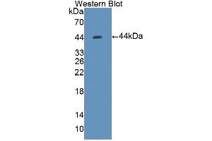 Figure. (TREX1 antibody  (AA 6-369))