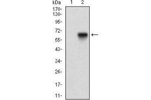 Western blot analysis using TIE1 mAb against HEK293 (1) and TIE1 (AA: 385-607)-hIgGFc transfected HEK293 (2) cell lysate. (TIE1 antibody  (AA 385-607))
