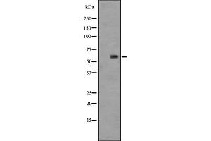 Western blot analysis of GPR148 expression in HT29 cell lysate ;,The lane on the left is treated with the antigen-specific peptide. (GPR148 antibody)