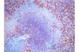 Immunohistochemistry (IHC) image for Mouse anti-Pig IgM antibody (ABIN400639) (Mouse anti-Pig IgM Antibody)