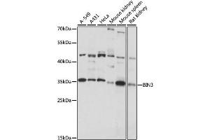 Western blot analysis of extracts of various cell lines, using BIN3 antibody (ABIN7265931) at 1:1000 dilution. (BIN3 antibody  (AA 1-253))