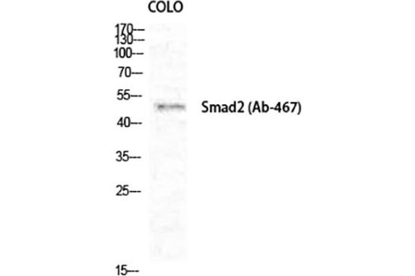 SMAD2 antibody