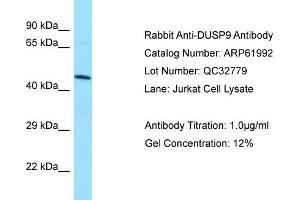 Western Blotting (WB) image for anti-Dual Specificity Phosphatase 9 (DUSP9) (C-Term) antibody (ABIN970570) (DUSP9 antibody  (C-Term))
