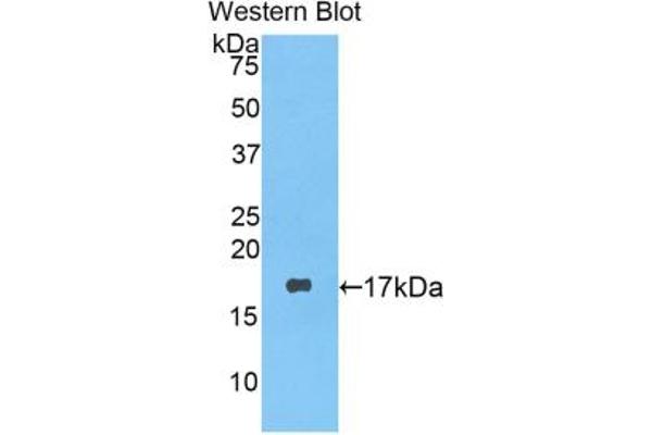 LYZ antibody  (AA 19-148)