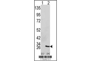 Western blot analysis of GRB2 using GRB2 Antibody using 293 cell lysates (2 ug/lane) either nontransfected (Lane 1) or transiently transfected with the GRB2 gene (Lane 2). (GRB2 antibody  (AA 89-118))