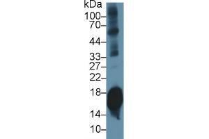 Western Blot; Sample: Mouse Cerebrum lysate; Primary Ab: 1µg/ml Rabbit Anti-Mouse SNCa Antibody Second Ab: 0. (SNCA antibody  (AA 23-140))