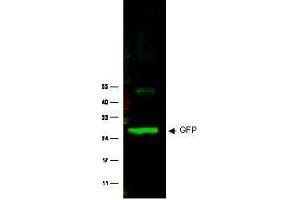 Image no. 2 for anti-Green Fluorescent Protein (GFP) antibody (ABIN1101738) (GFP antibody)