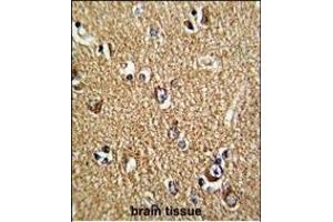 Formalin-fixed and paraffin-embedded human brain tissue reacted with FMR1 Antibody (N-term), which was peroxidase-conjugated to the secondary antibody, followed by DAB staining. (FMR1 antibody  (N-Term))