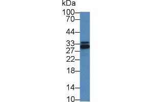 Western Blot; Sample: Mouse Liver lysate; Primary Ab: 2µg/mL Rabbit Anti-Human IKBIP Antibody Second Ab: 0. (IKbIP antibody  (AA 132-314))