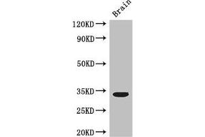 Western Blot Positive WB detected in: Mouse brain tissue All lanes: CCNC antibody at 3 μg/mL Secondary Goat polyclonal to rabbit IgG at 1/50000 dilution Predicted band size: 34, 23 kDa Observed band size: 34 kDa (Cyclin C antibody  (AA 240-283))