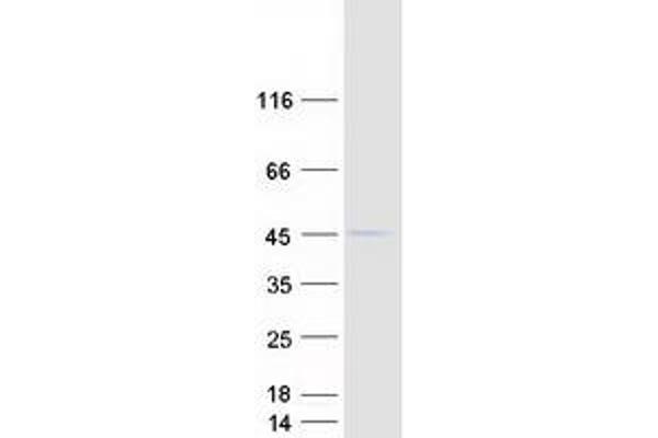 APOBEC3F Protein (Transcript Variant 1) (Myc-DYKDDDDK Tag)