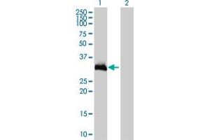 Western Blot analysis of HOXC9 expression in transfected 293T cell line by HOXC9 monoclonal antibody (M01), clone 2B12. (HOXC9 antibody  (AA 1-260))