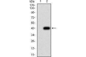 Western blot analysis using MITF mAb against HEK293 (1) and MITF (AA: 1-114)-hIgGFc transfected HEK293 (2) cell lysate. (MITF antibody  (AA 1-114))
