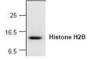 Image no. 1 for anti-Histone H2B (N-Term) antibody (ABIN127254) (Histone H2B antibody  (N-Term))