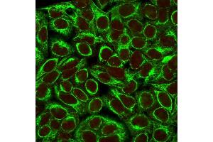 Confocal immunofluorescence image of HeLa cells using Cytokeratin 8 Mouse Monoclonal Antibody (K8/383). (KRT8 antibody)