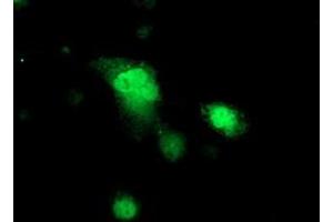 Anti-PRKAR1B mouse monoclonal antibody (ABIN2454495) immunofluorescent staining of COS7 cells transiently transfected by pCMV6-ENTRY PRKAR1B (RC207809). (PRKAR1B antibody)