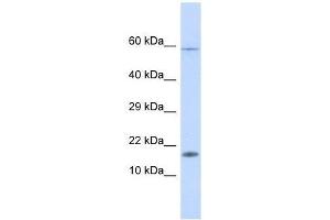 Western Blot showing HERC4 antibody used at a concentration of 1. (HERC4 antibody  (Middle Region))