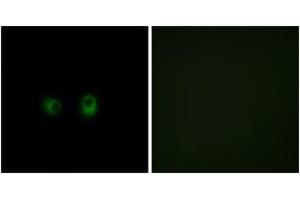 Immunofluorescence (IF) image for anti-Olfactory Receptor, Family 2, Subfamily AK, Member 2 (OR2AK2) (AA 241-290) antibody (ABIN2890925) (OR2AK2 antibody  (AA 241-290))