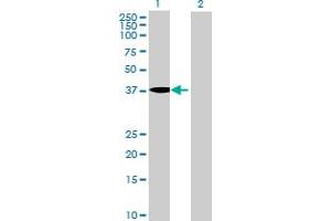 Western Blot analysis of MGC33407 expression in transfected 293T cell line by MGC33407 MaxPab polyclonal antibody. (MGC33407 (AA 1-416) antibody)