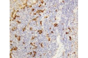 IHC-P: Alpha Amylase 1 antibody testing of rat spleen tissue (Alpha-amylase 1 antibody  (N-Term))