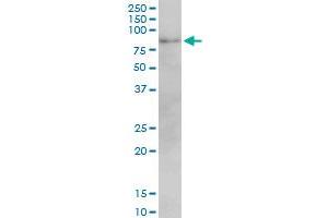 Western Blotting (WB) image for anti-Mitofusin 2 (MFN2) (AA 661-758) antibody (ABIN599101) (MFN2 antibody  (AA 661-758))