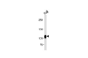 Western blot analysis in Raji cell line lysates (35ug/lane). (CD19 antibody  (N-Term))