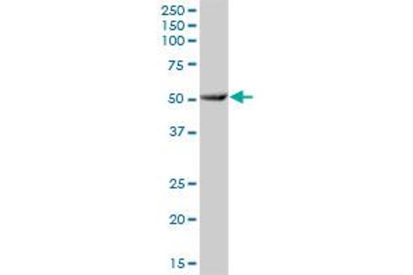 CYP3A7 antibody  (AA 1-503)